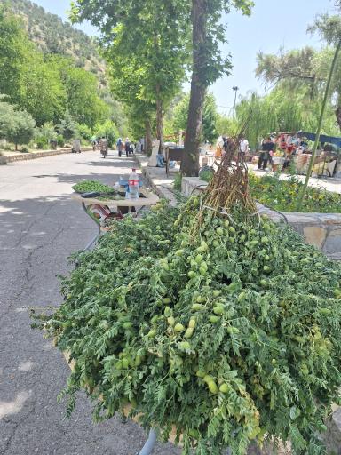 عکس پارک زریوار