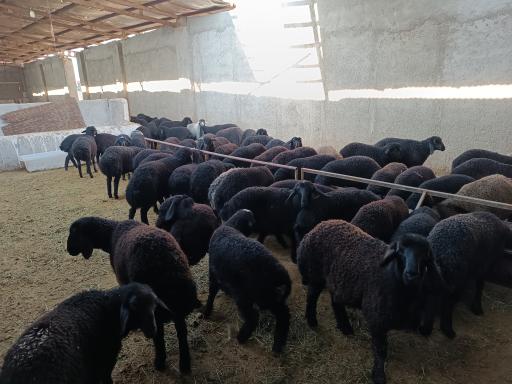 عکس دامداری انصاری 