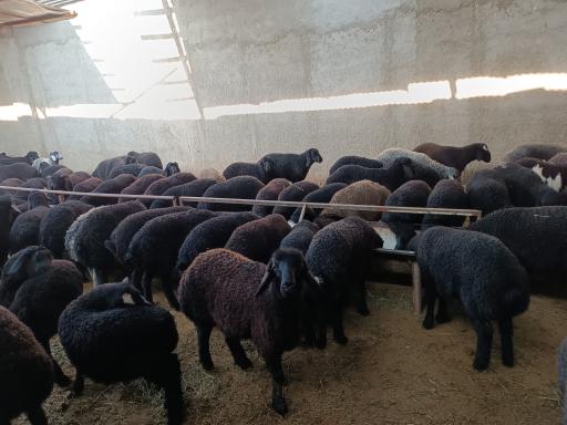 عکس دامداری انصاری 