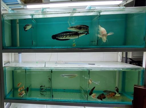 عکس آکواریوم خورشید