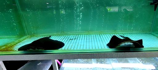 عکس آکواریوم خورشید