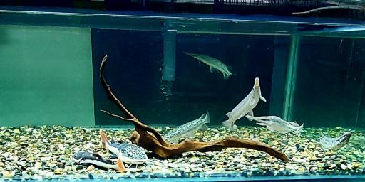 عکس آکواریوم خورشید