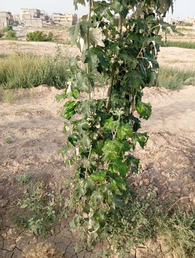 عکس کشت و صنعت امین الملک 