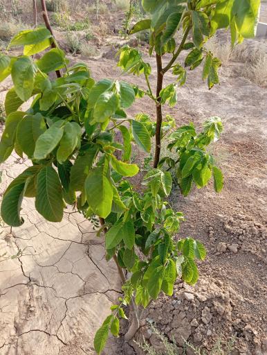 عکس کشت و صنعت امین الملک 