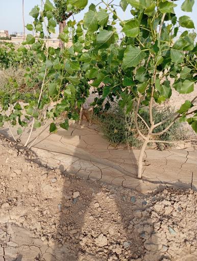 عکس کشت و صنعت امین الملک 