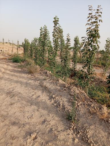 عکس کشت و صنعت امین الملک 