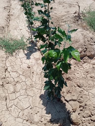 عکس کشت و صنعت امین الملک 