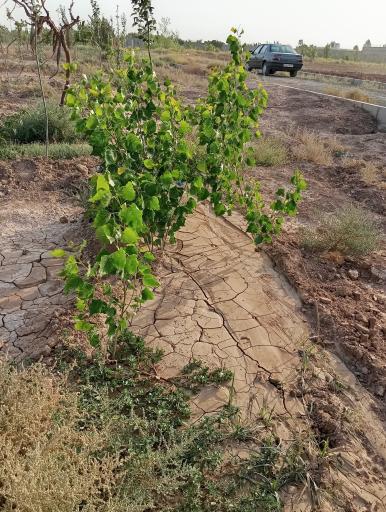 عکس کشت و صنعت امین الملک 