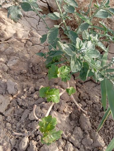 عکس کشت و صنعت امین الملک 