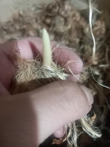 عکس کشت و صنعت امین الملک 