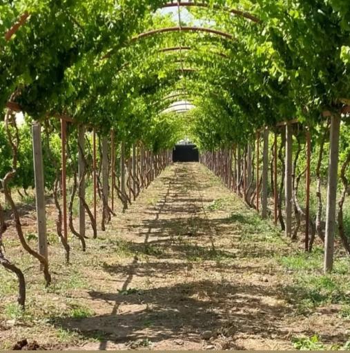 عکس کشت و صنعت امین الملک 