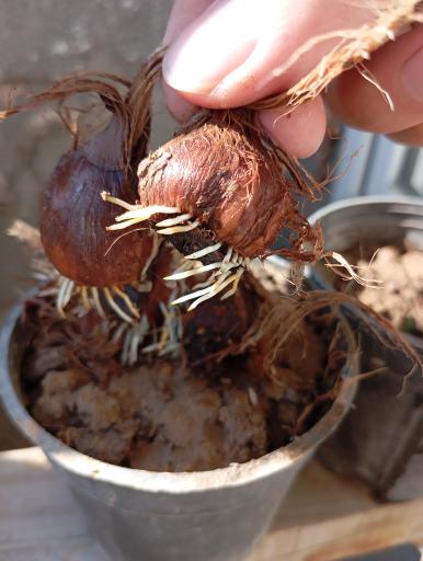 عکس کشت و صنعت امین الملک 