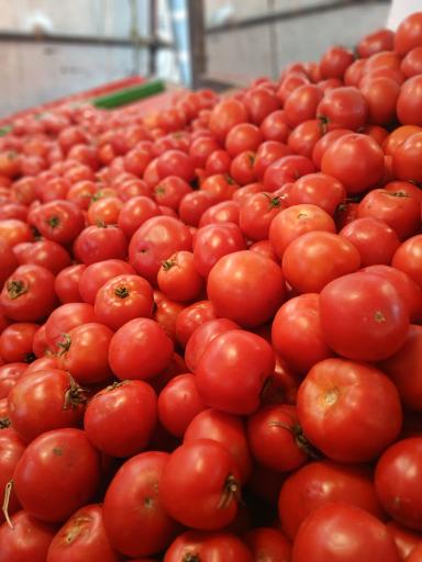 عکس بازارچه میوه و تره بار بلوط