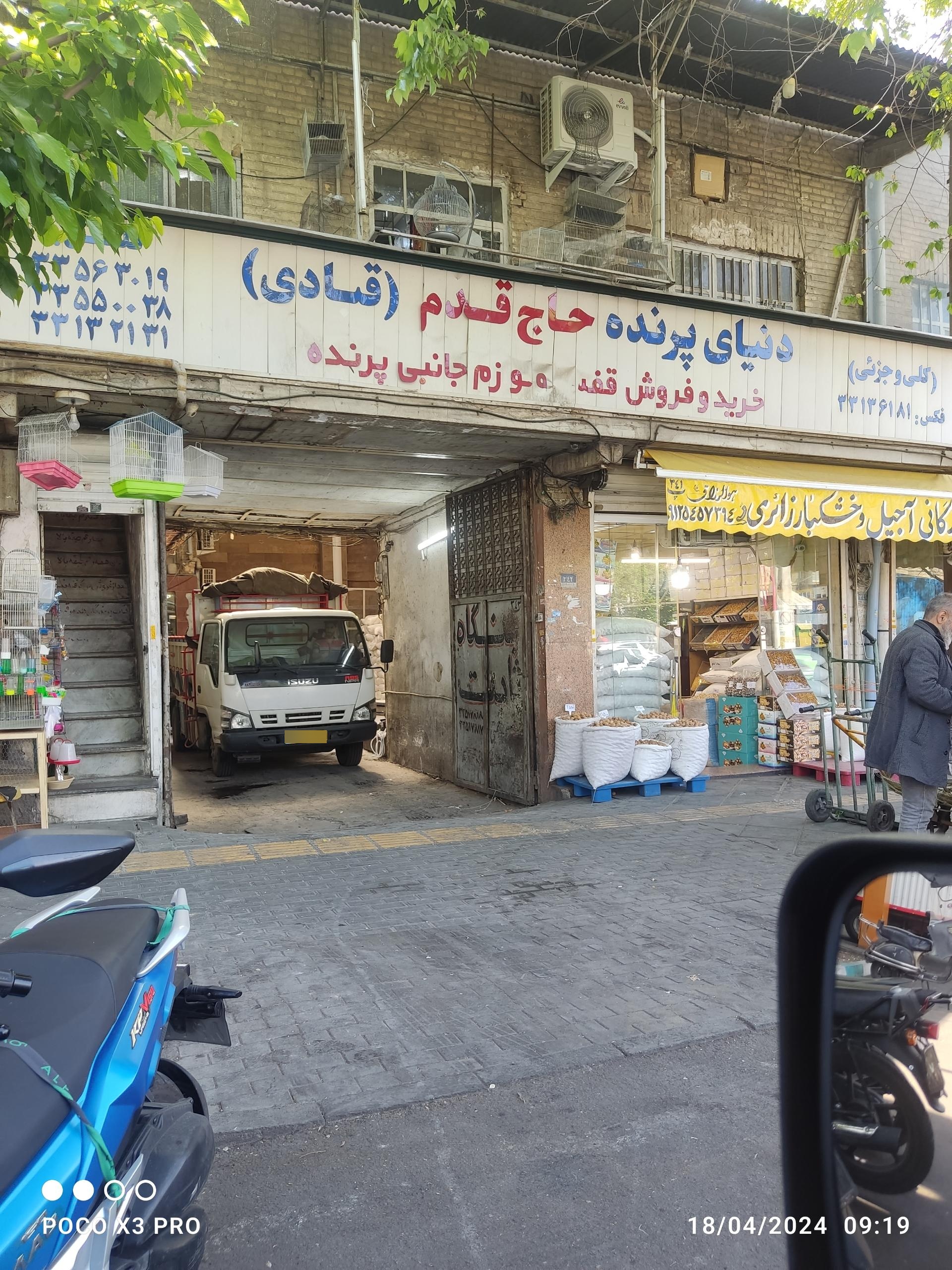 عکس دنیای پرنده حاج قدم