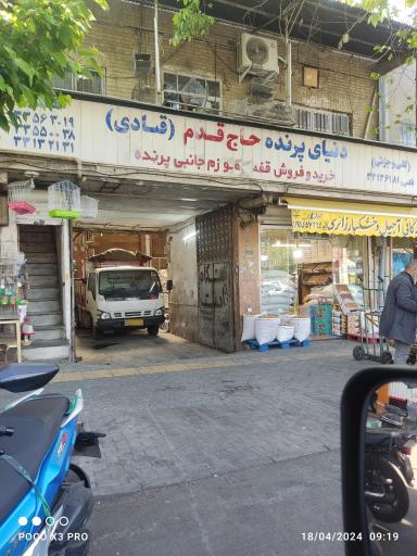 عکس دنیای پرنده حاج قدم