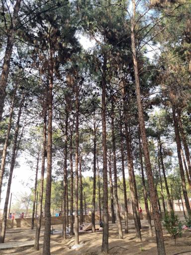 عکس بوستان جنگلی فدک