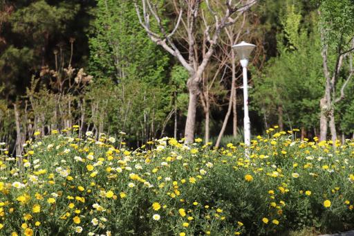 بوستان جنگلی فدک