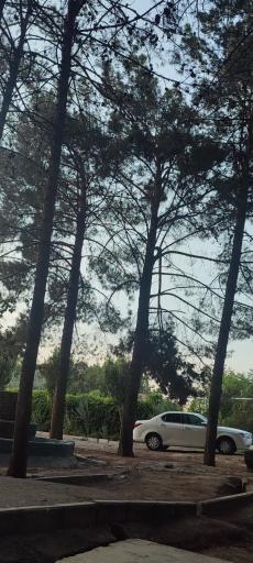 بوستان جنگلی فدک