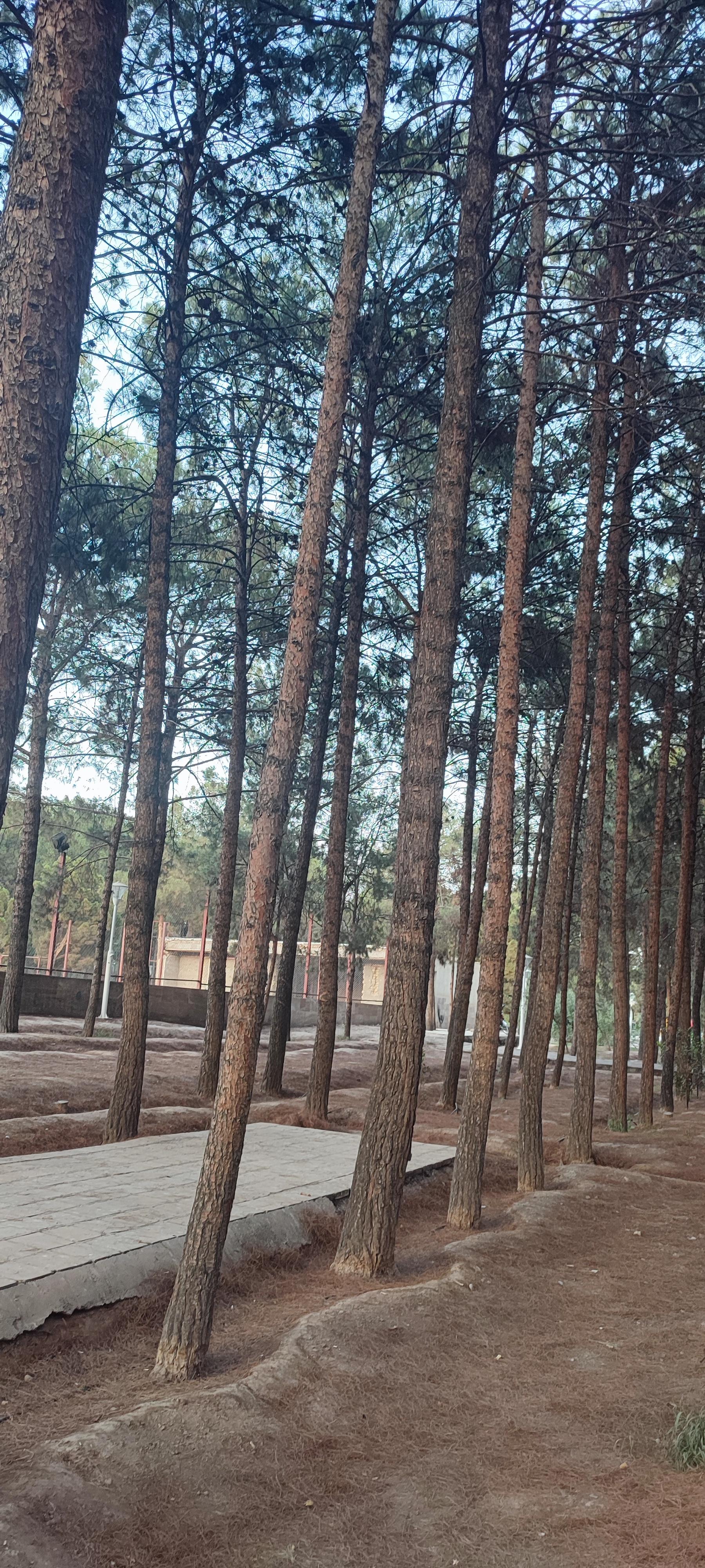 عکس بوستان جنگلی فدک