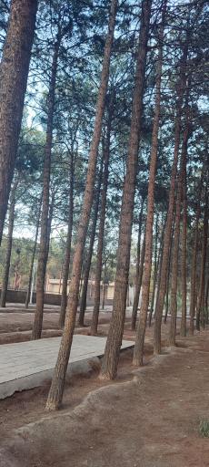 بوستان جنگلی فدک