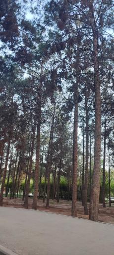 عکس بوستان جنگلی فدک