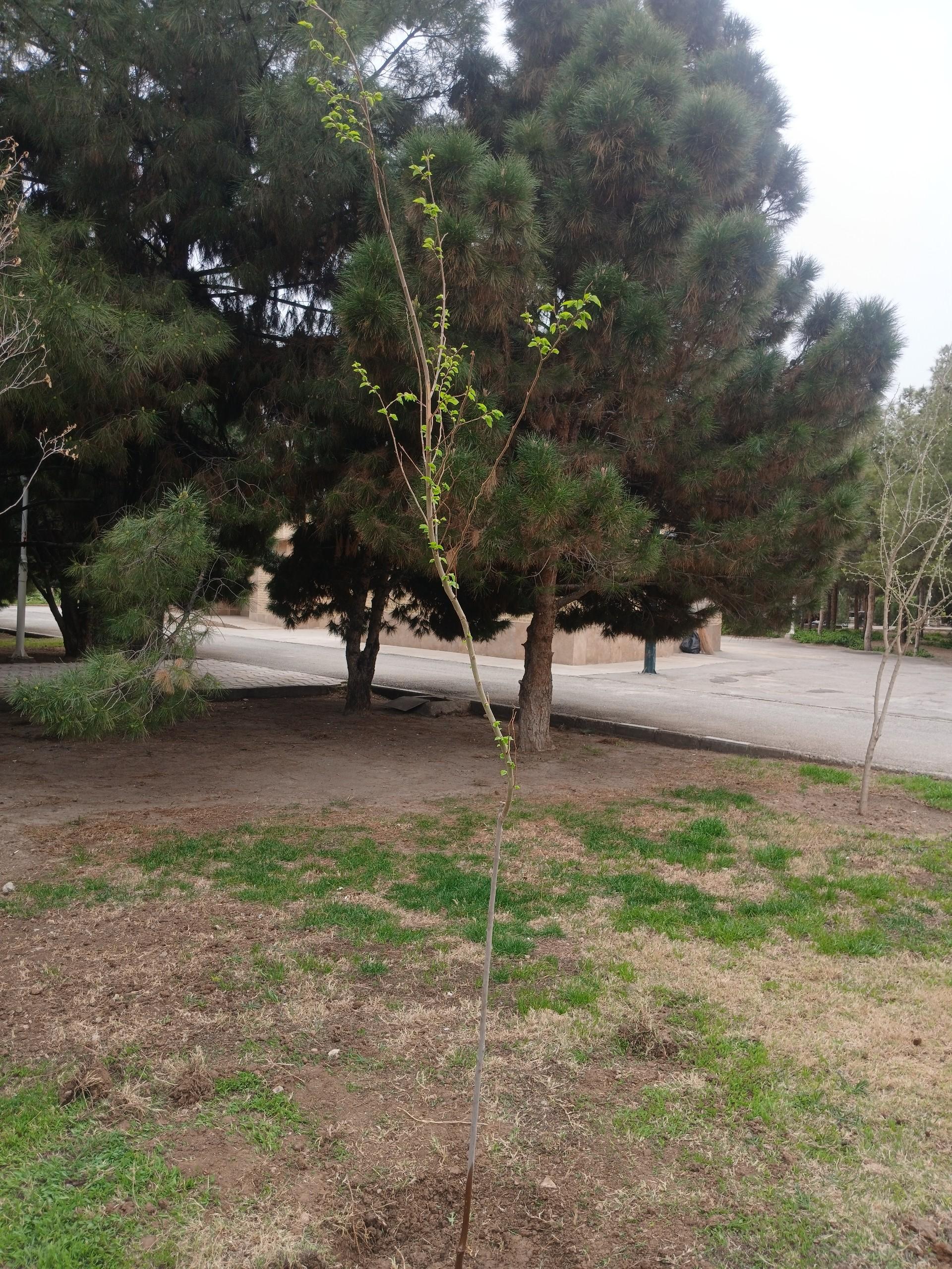 عکس بوستان جنگلی فدک