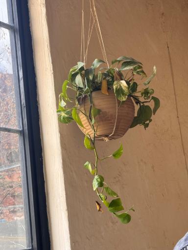 عکس کافه گراد