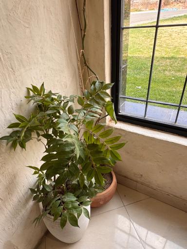 عکس کافه گراد