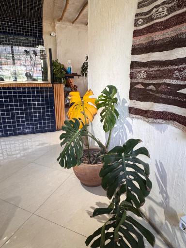 عکس کافه گراد