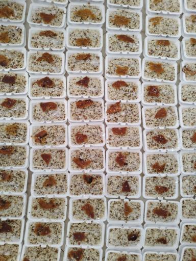 عکس آشپزخانه و کترینگ ریحون