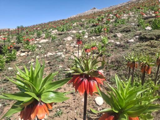 عکس کوه برم فیروز