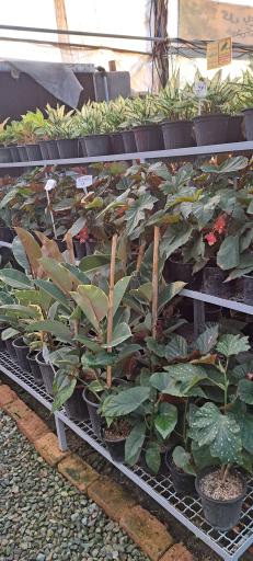 عکس گل باغ آرتا