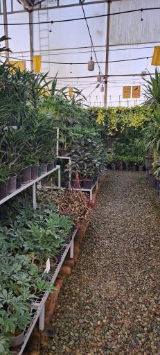 عکس گل باغ آرتا