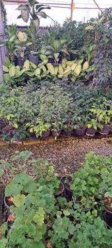 عکس گل باغ آرتا