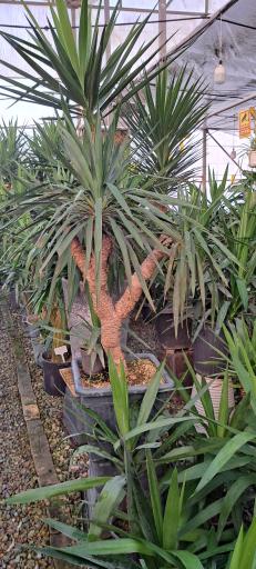 عکس گل باغ آرتا