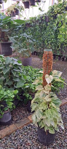 عکس گل باغ آرتا