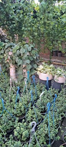 عکس گل باغ آرتا