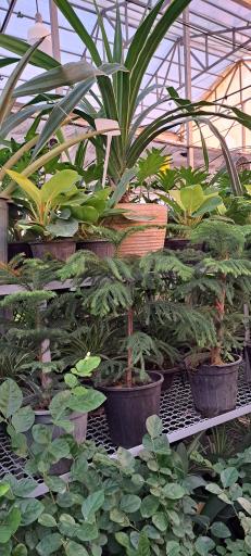 عکس گل باغ آرتا