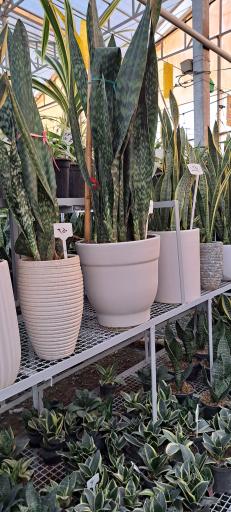 عکس گل باغ آرتا