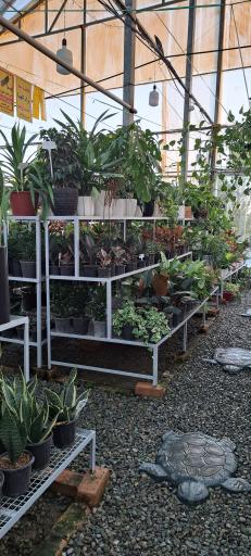 عکس گل باغ آرتا