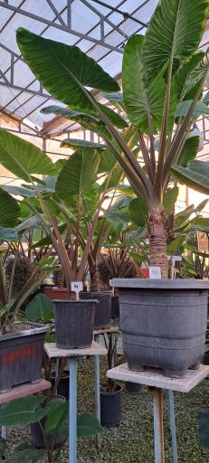 عکس گل باغ آرتا