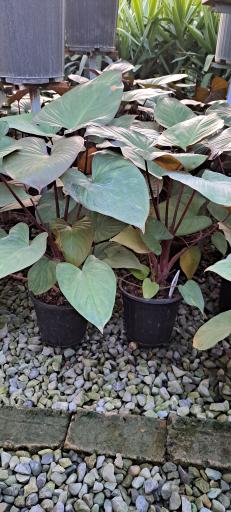 عکس گل باغ آرتا