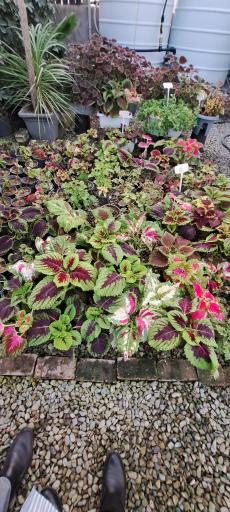 عکس گل باغ آرتا