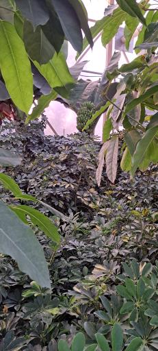 عکس گل باغ آرتا