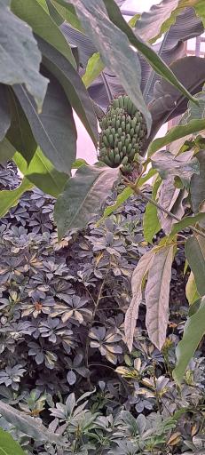 عکس گل باغ آرتا