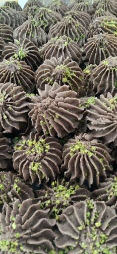 عکس کافه باقلوای شار