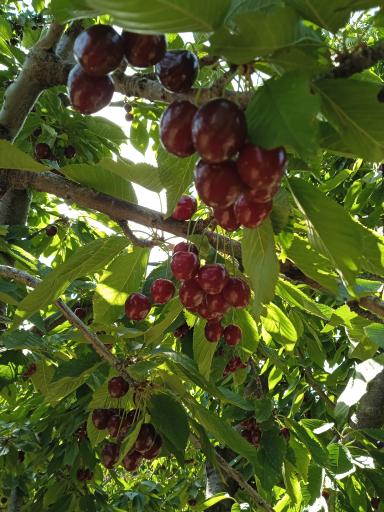 عکس اردوگاه فرهنگی ورزشی امام خمینی