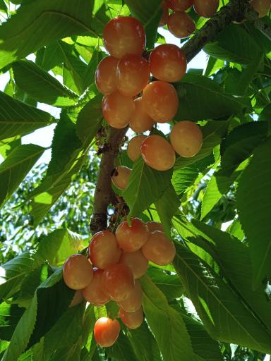 عکس اردوگاه فرهنگی ورزشی امام خمینی