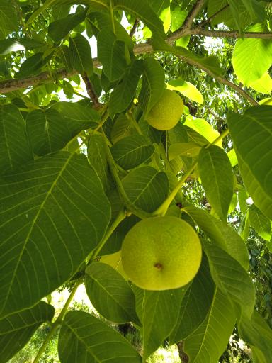 عکس اردوگاه فرهنگی ورزشی امام خمینی