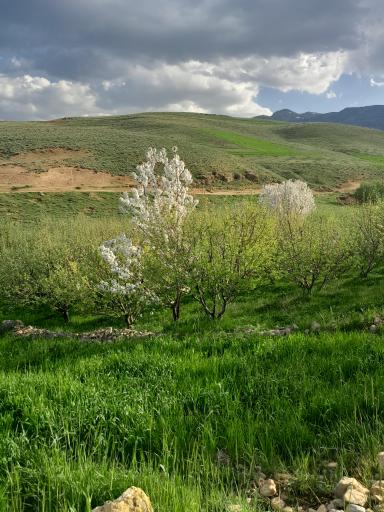 عکس سراب زرشکه